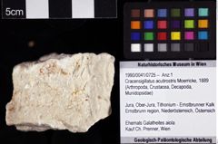 Foto (Objket + Etiketten) von Cracensigillatus acutirostris (Moerricke, 1889) 